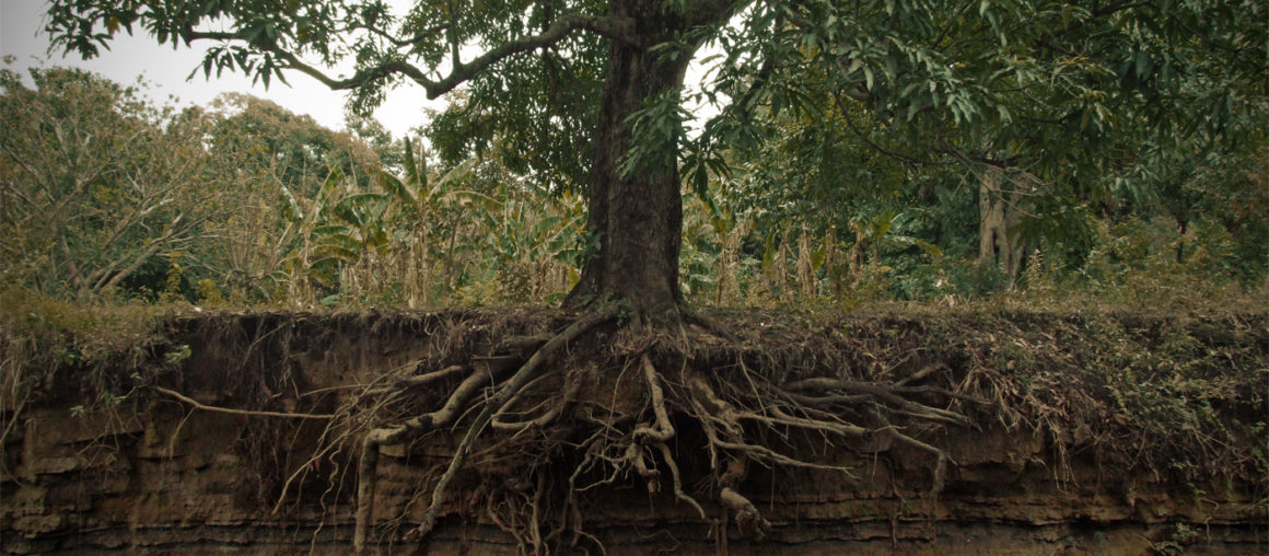 Strong Root Systems