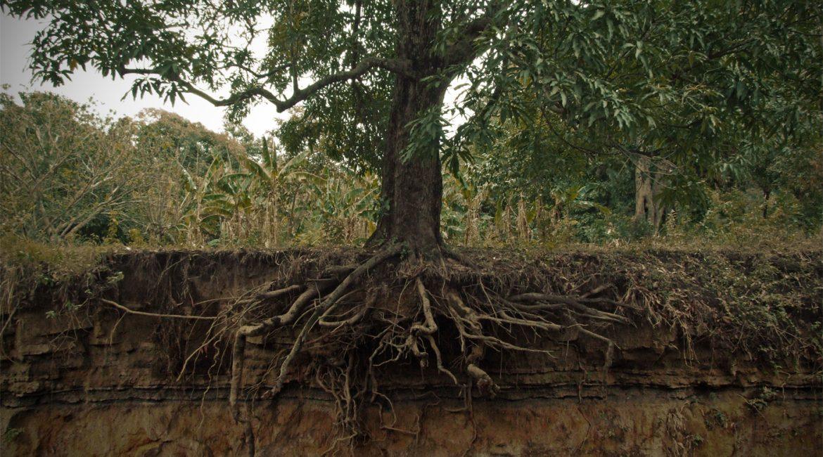 Tree roots cross section