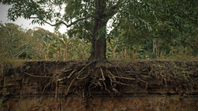 Strong Root Systems