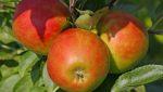 Apples, unlike money, does grow on trees