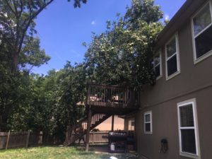 Oak Tree fallen on house
