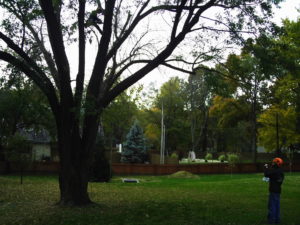A large silver maple (5' diameter trunk) presented quite a challenge to fell, requiring our largest chainsaw, multiple felling wedges, a directional winch cable, and our GRCS [Good Rigging Control System] tree limb lowering device. All that goes to uphold the old maxim — the bigger they are, the harder they fall!