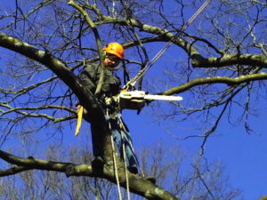 pruning and trimming an oak tree