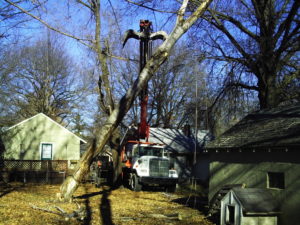 Dead broken Cottonwood Emergency Job in Kansas City, MO