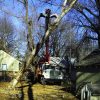 Emergency Cottonwood Removal