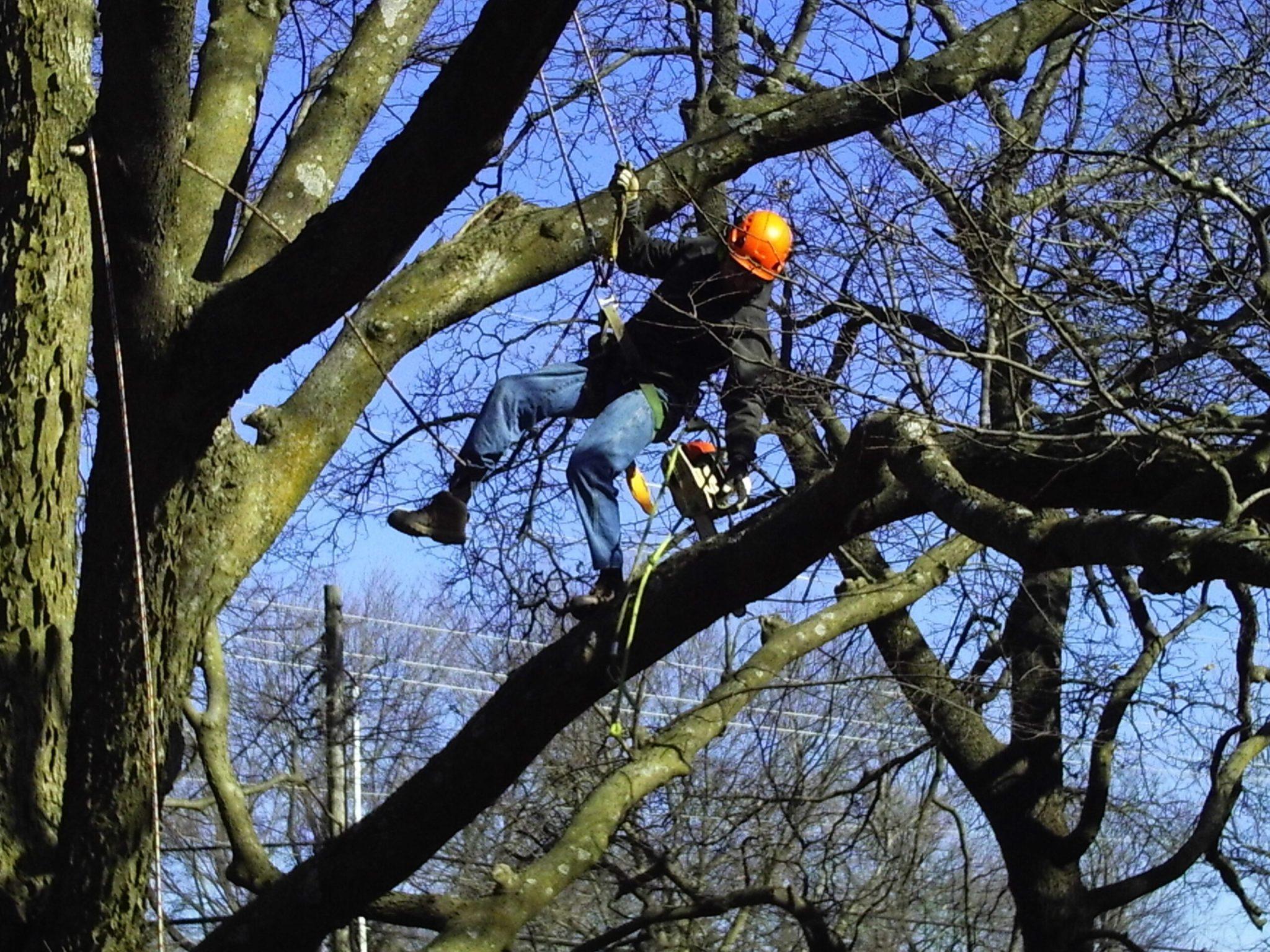 Forest Keepers Tree Care gallery 6