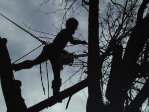 Climbing large silver maple in Topeka, KS