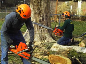 Large Locust Removal in Overland Park