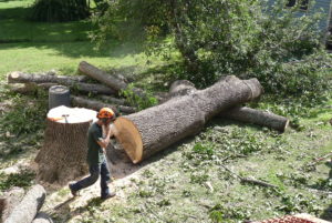 60 foot Ash Removal