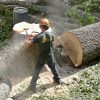 ash-flush-cut