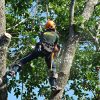 ash-straddling-forked-limbs