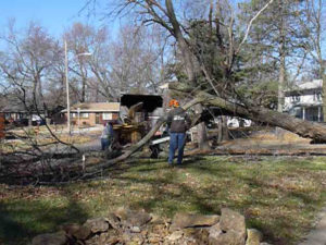 Multiple trees removed from along the property line in East Lawrence, KS