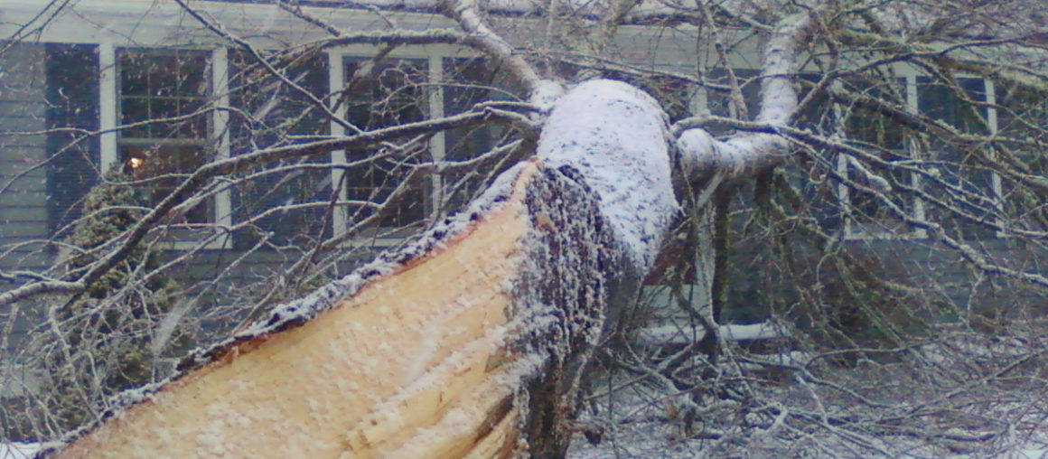 Tree Fall on Your House?