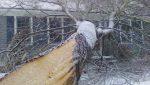 Emergency service - tree fallen on house in winter storm