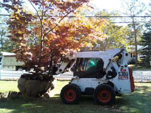 relocating trees and bushes