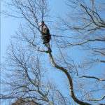 Tree Pruning