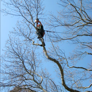 trim trees and prune them for shape
