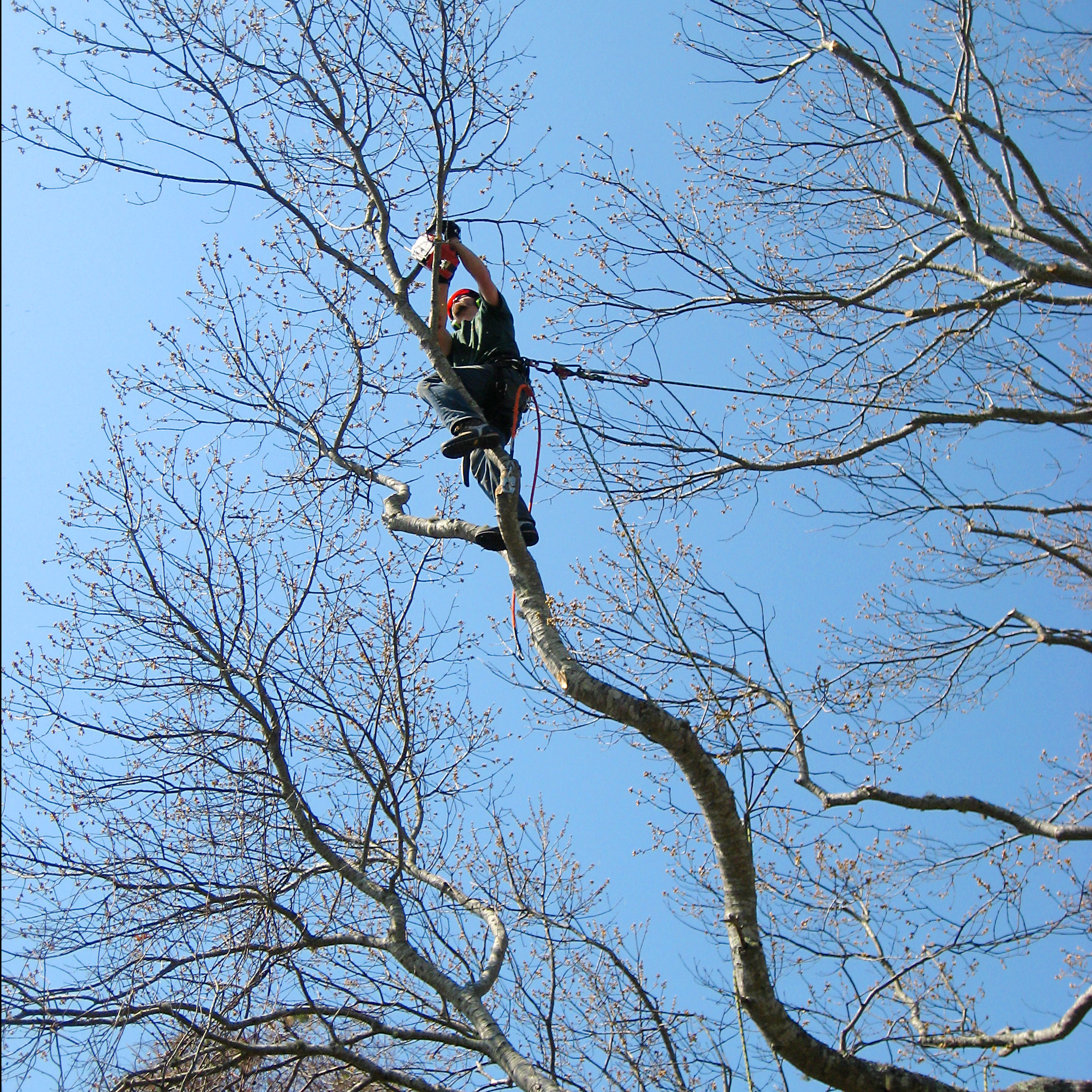 Tree Pruning