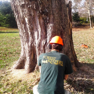 tree removal