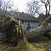 Fallen Siberian Elm