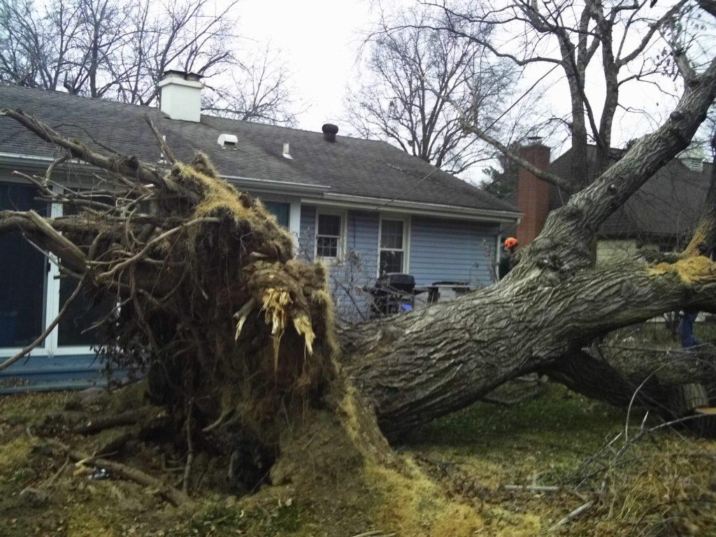 Fallen Siberian Elm