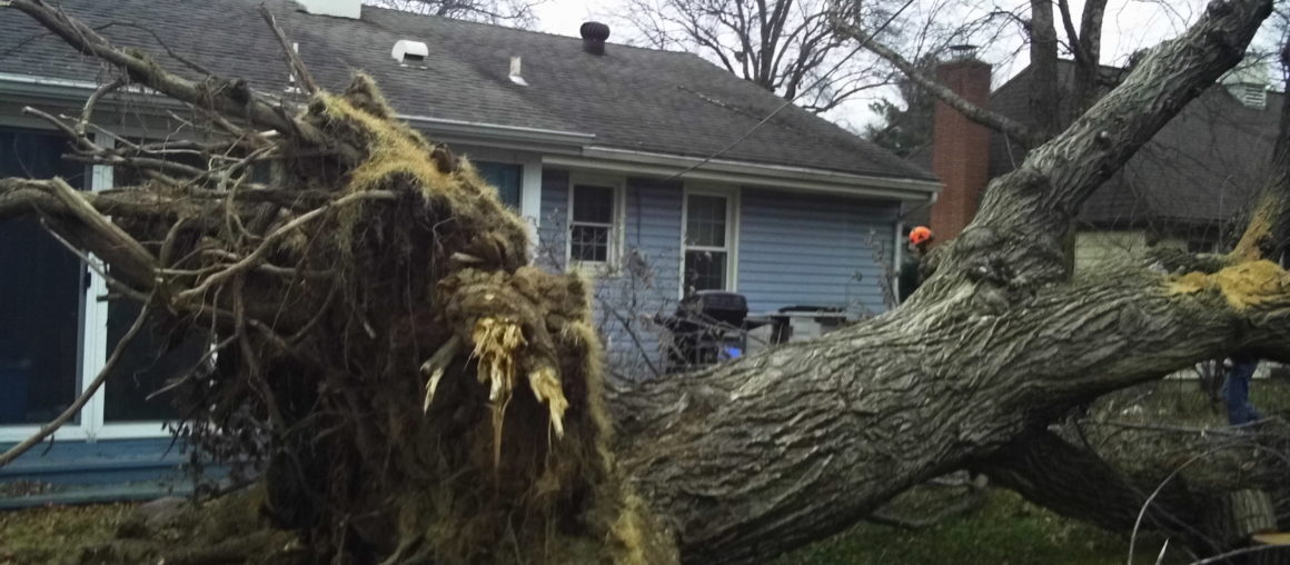 How Are Your Trees Doing this Winter?