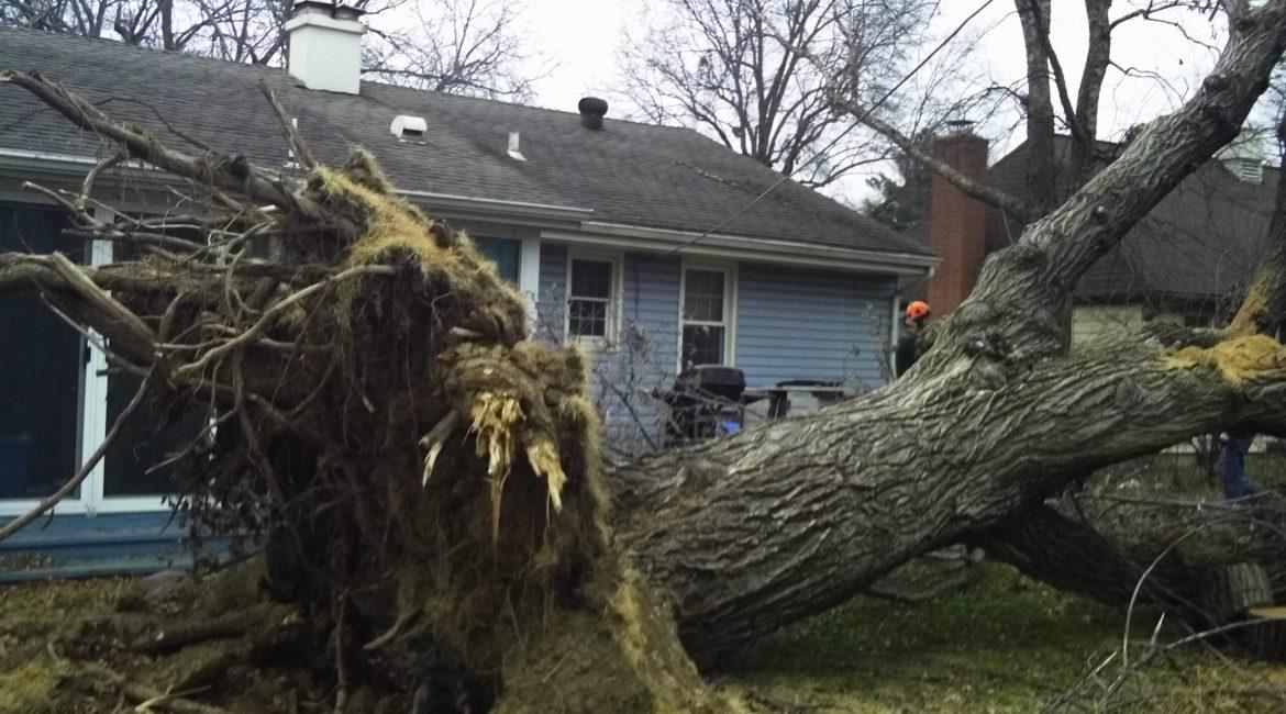 Fallen Siberian Elm in winter storm