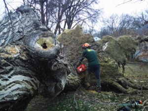 North KC Emergency Siberian Elm Job