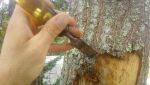 Repairing damaged tree bark