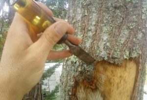 Repairing Damaged Tree Bark