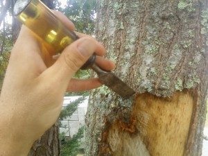 Repairing damaged tree bark