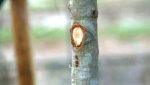 proper pruning of trees increases health