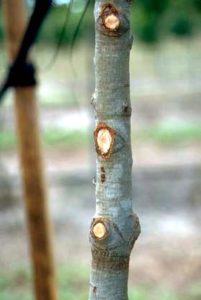 proper pruning of trees increases health