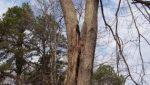 co-dominant split tree - dangerous, should be removed