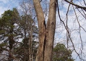 Defects in Trees May Require Tree Removal