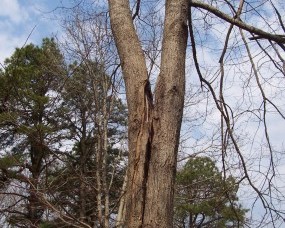 Defects in Trees May Require Tree Removal