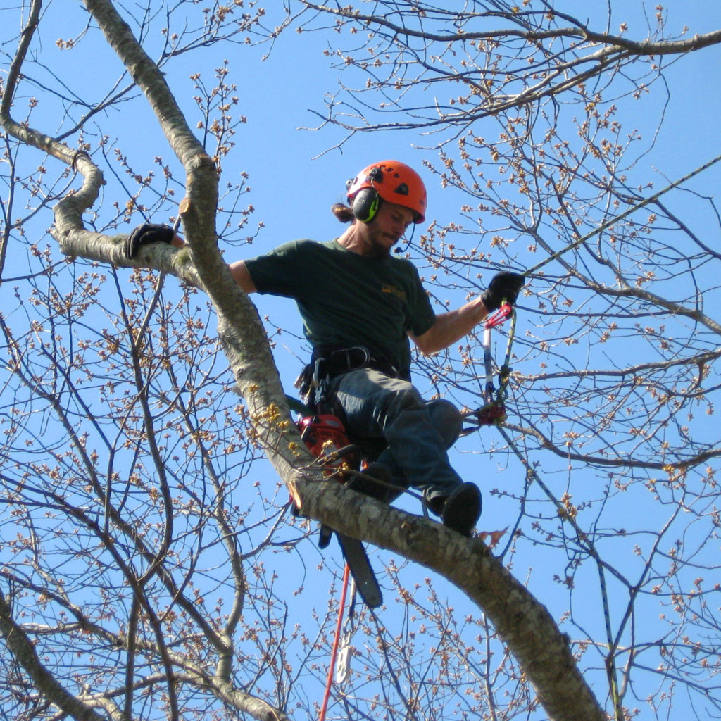 Tree climbing to prune & trim for shape & beauty