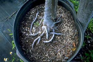 Root defects in nursery potted tree
