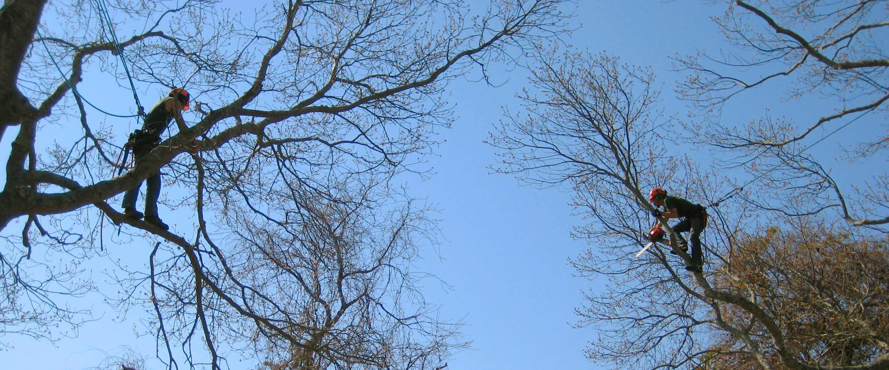 Tree Pruning