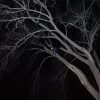 Emergency tree job at night – removing broken Hackberry limb
