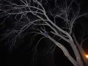Emergency tree job at night - removing broken Hackberry limb