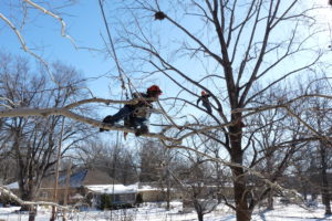 Trimming 80 foot sycamore trees in Leavenworth, KS