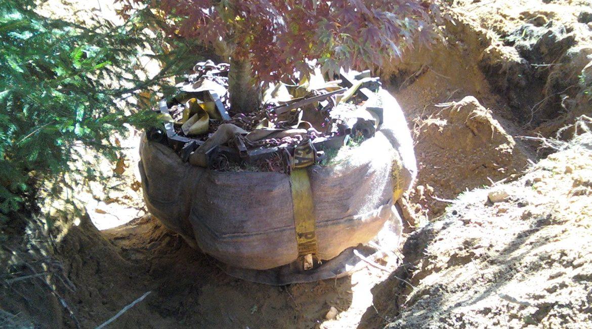 tree root ball