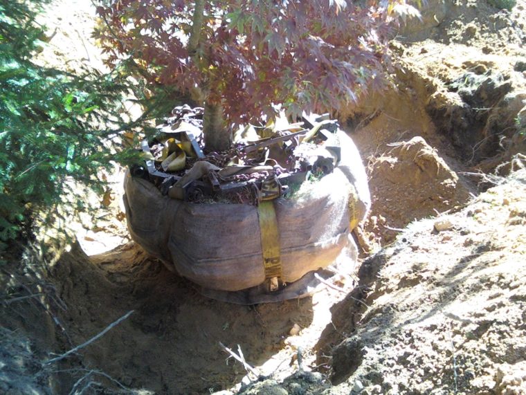 Rootballandframe Forest Keepers Tree Care