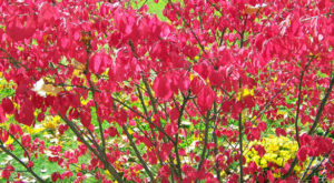 Burning bush fall colors