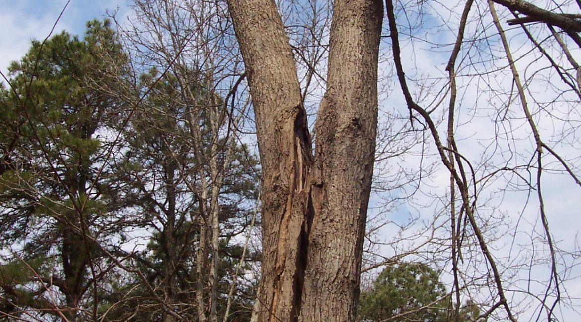 split main trunk