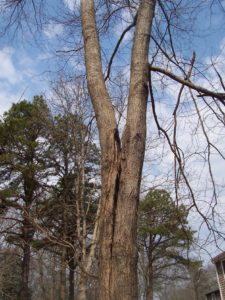 split main trunk