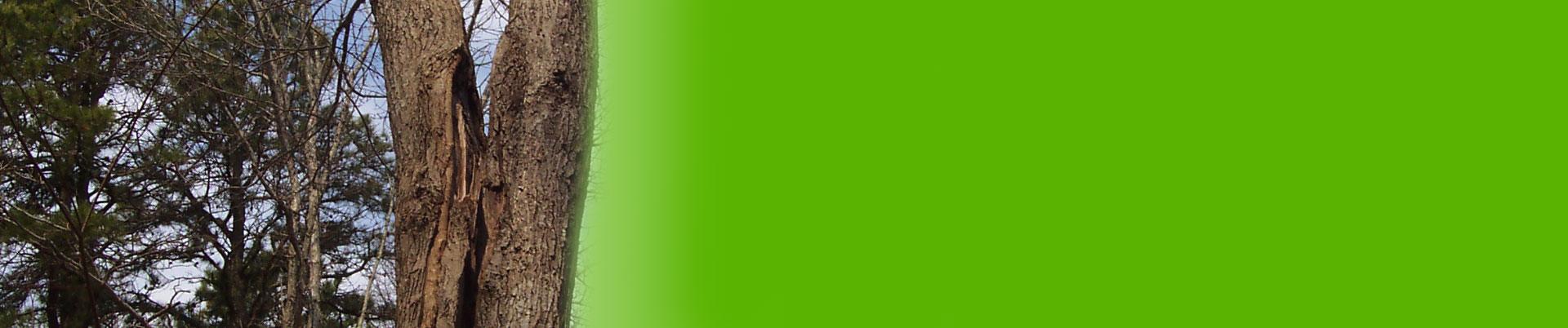 Forest Keepers Tree Care gallery 2