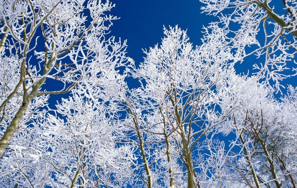 ice covered trees