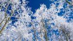 ice covered trees
